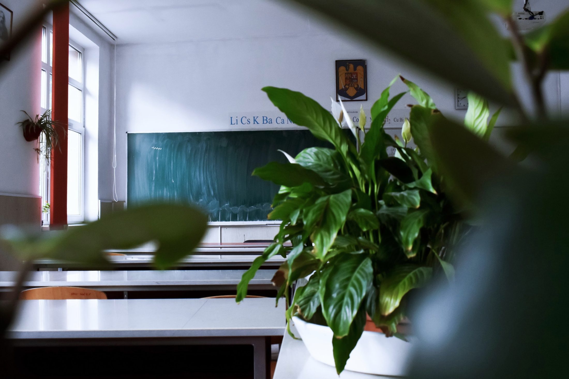 An empty classroom with a green chalkboard, seen past the leaves of a large indoor plant